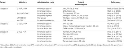 The Involvement of Caspases in Neuroinflammation and Neuronal Apoptosis in Chronic Pain and Potential Therapeutic Targets